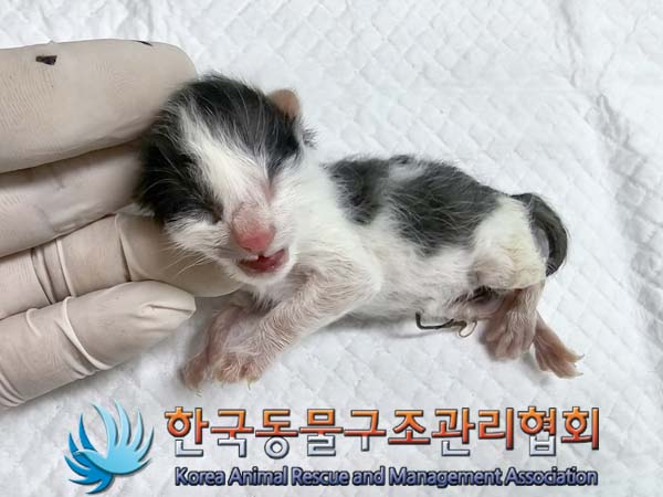 한국동물구조관리협회_441409202400645